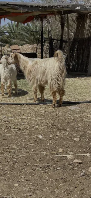 تيس العمر سنه ونص مخصاي سمين وراهي
