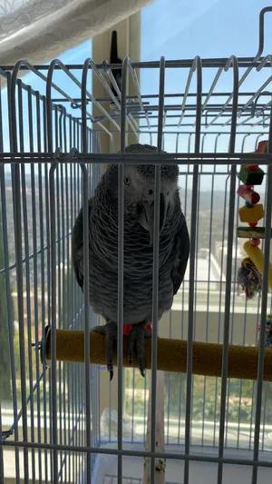 Parrots1