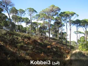 Land in Kobbeih for Sale  1024