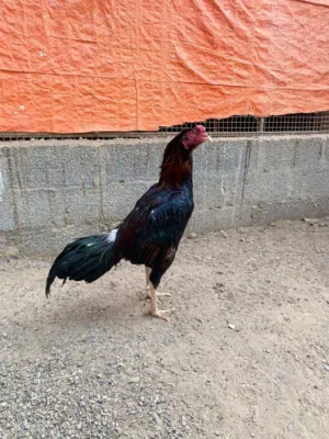 للبيع ديك باكستاني نسل ممتاز