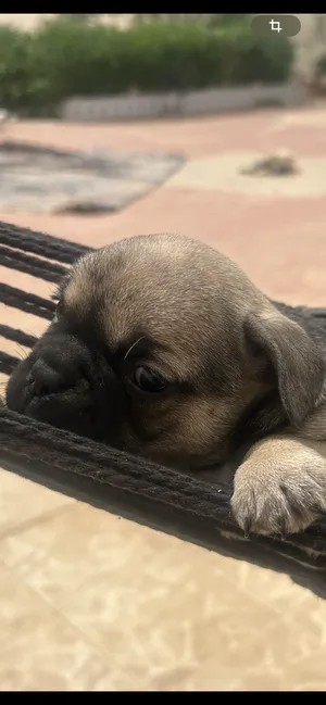 Bulldog0