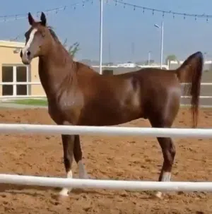 Horse with passport for pleasure riding