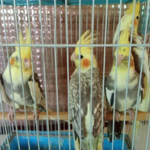 شوق 