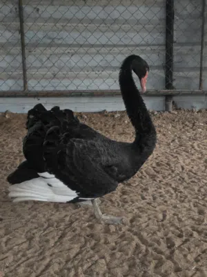 black swan