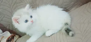female ragadoll 50 days used litter box