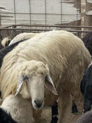 للبيع كبش فول سمنه