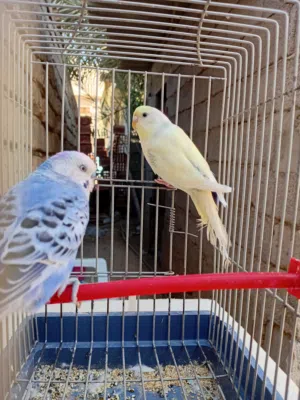 بقلينو للبيع