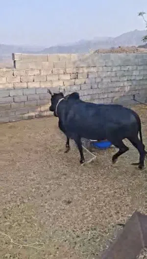 ثور عماني سمنته فوووول ممتاز للذبح