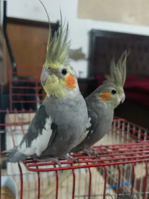 جوز كوكتيل حبشي للبدل على لابتوب شغالات ميه بالميه وبجهز لبطن جديد مع قفص 4 معالف للبدل على لابتوب