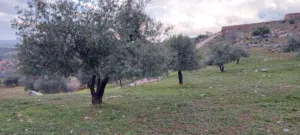 ارض للبيع في المفرق