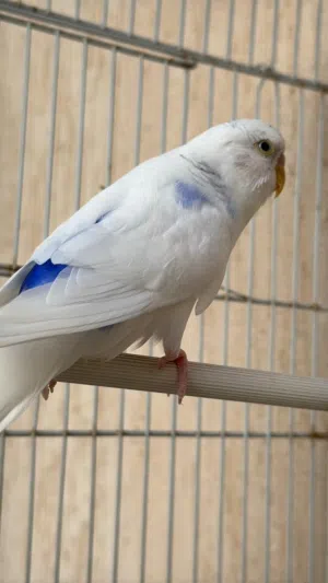 عصفور للبيع