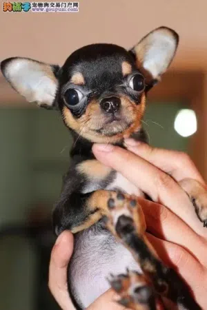 Chihuahua for Rehoming