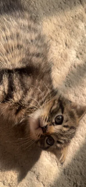قط سكوتش فولد مكس Male kitten Scottish Fold Mix
