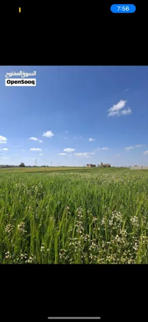 ارض 10 دنم للبيع طريق المطار باجمل مناطق ارينبة الغربية