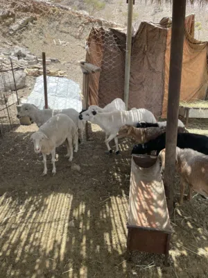جعد يمنيات