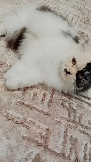 سلام عليكم في قطه شيرازي