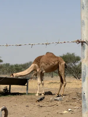 بكره فطيم ما مركوض