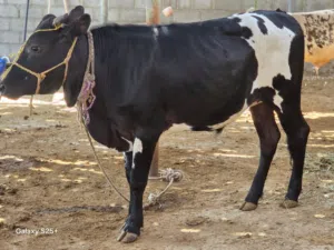 ثيران محليات