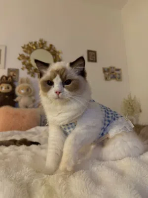 Need Male for pure Ragdoll Female mating she is 12 months old very kind and clean