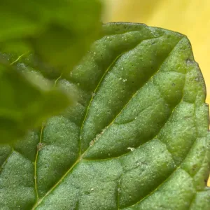 الباشا مرسيدس بنز