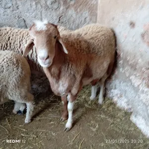 Sheep0