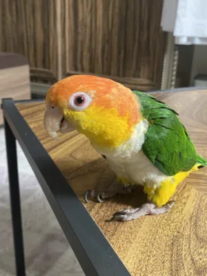 كايكي وايت بلي