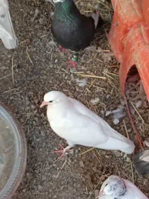 Pigeons for sale