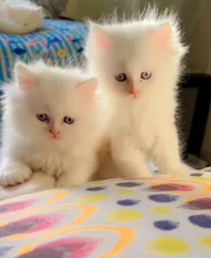 Pure Turkish angora