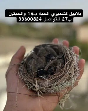 بلابيل كشميري