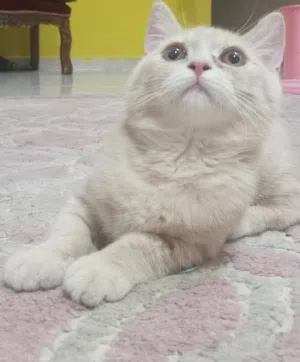 سكوتش ليلك من أم بيكي فيس