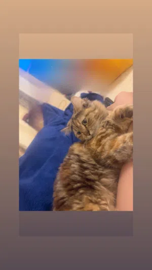 قطه شيرازيه اليفه جدا