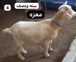 للبيع ماعز جيكي القزم فاخر من الآخر