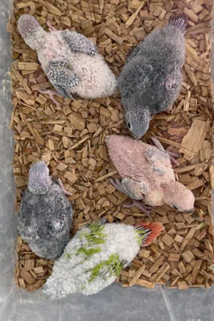 للبيع فروخ كنيورات بأنواعه