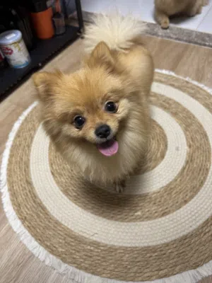 Pomeranian