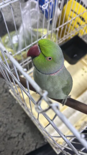 ببغاء دره متكلم