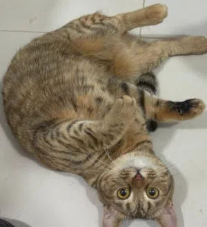 Cat for adoption- قطة للتبني