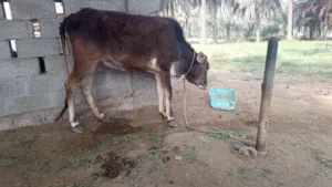 عيلة عمانيه سمينه ما شاء الله