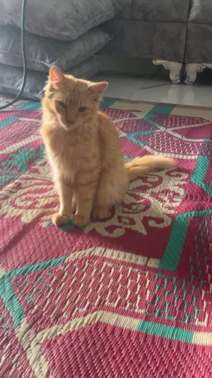 قط شيرازي ذكر