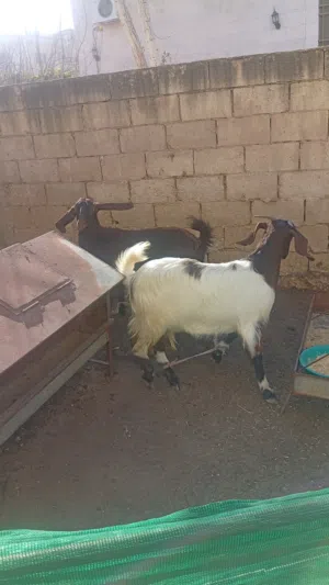 3 شعاري بالصلاة على النبي