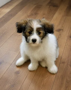 German Maltese