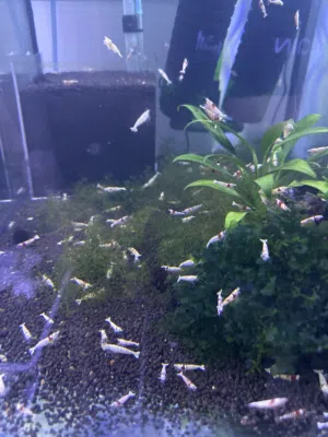 ربيان كارادينا للبيع Caradina shrimp for sale