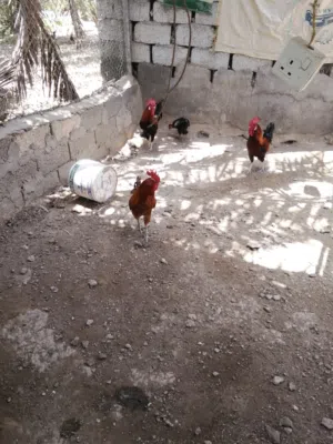 مجموعه ديكه محليه