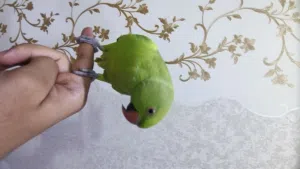 دره اليفه كلش البيع تحجي بيها كلام سلام عليكم كوكو وبعد هواي كلام مو كلش جبيره يعني تتعلم بعد
