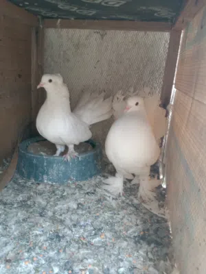 حمام عرايس زينه للبيع وبسعر مناسب