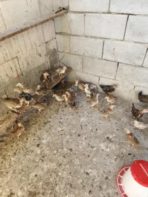 فروجات البيع شلع عدد 22زوج بيهن دندراوي كويتي شمسي العمر شهرين