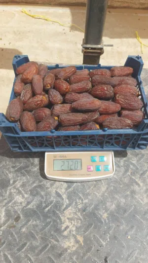 تمر مجدول عماني حجم كبير