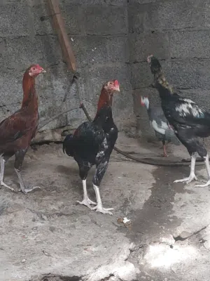 دجاج بكستانيه