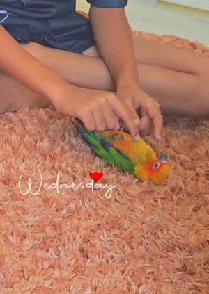 Sun Conure, high-energy, a tame and trained Non-biting, Never bites