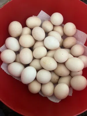 متوفر دحي عربي درجه أوله