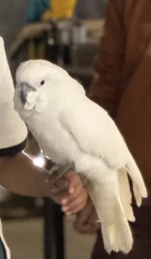 أنا اتبنا اي نوع طيور و على الذمه و أنا اقدر اجي اخذه